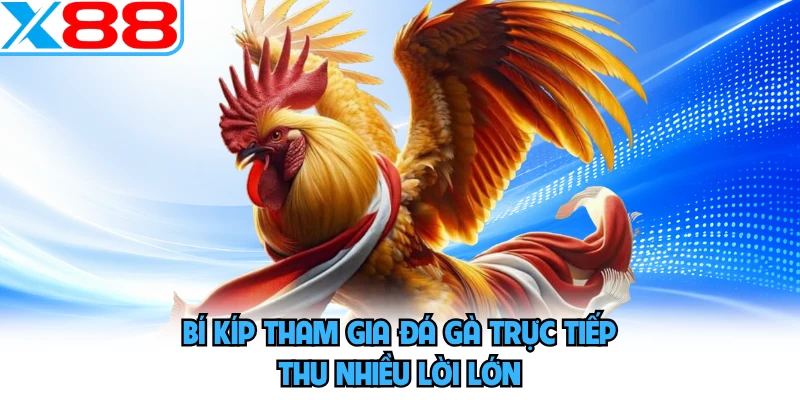 Bí kíp tham gia đá gà trực tiếp thu nhiều lời lớn